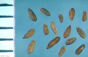 Cladanthus-mixtus
