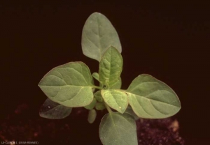 chenopodium_polyspermum5