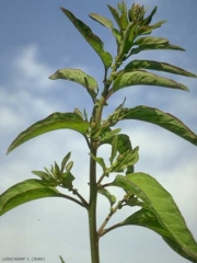 chenopodium_polyspermum6