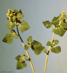 Chenopodium-vulvaria2