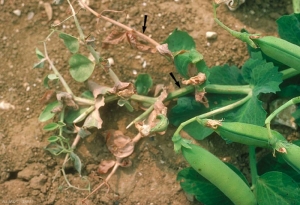 pisum_anthracnose