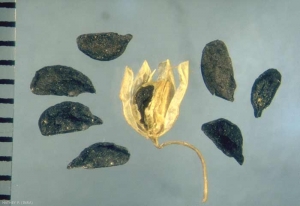 Allium-paniculatum1