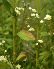 erigeron-annuus4