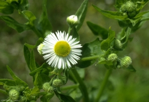 erigeron-annuus5