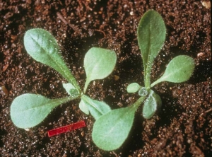 Erigeron-bonariensis3