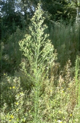 Erigeron-canadensis5