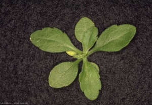 Erigeron-canadensis6