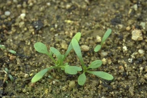 Lepidium-didymum3