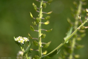 Lepidium-campestre6