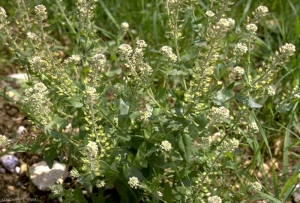 Lepidium-campestre7