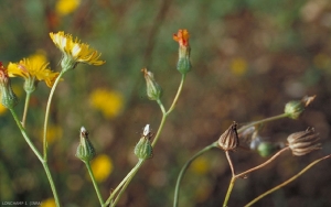 Crepis-capillaris4