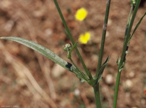 Crepis-capillaris6