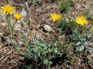 Crepis-foetida2