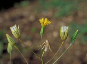 Crepis-pulchra2