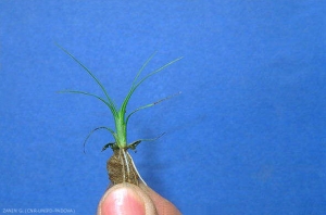 cyperus-difformis2