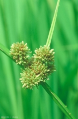 cyperus-difformis3