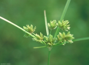 cyperus-eragrostis2