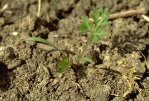 daucus-carota2