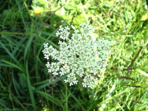 daucus-carota4