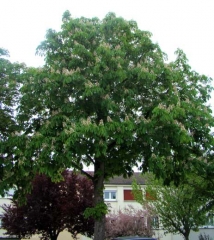 aesculus-hyppocastanum2