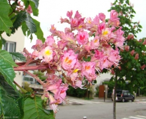 aesculus-carnea2