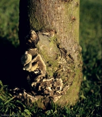 Trametes_versicolor_marron