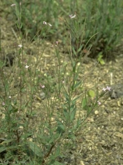 Epilobium-tetragonum8