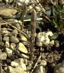 equisetum-arvense2