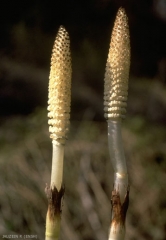 Equisetum-telmateia2