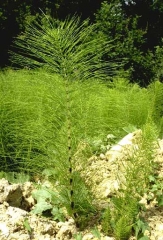 Equisetum-telmateia3