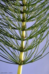 Equisetum-telmateia4