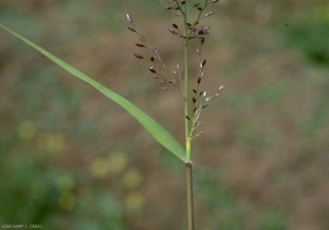 eragrostis-minor3