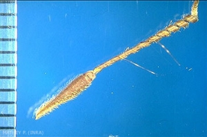 erodium-cicutarium