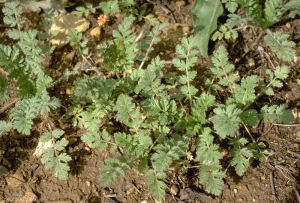 erodium-cicutarium4