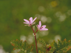 erodium-cicutarium7