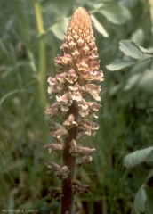 Orobanche-crenata2