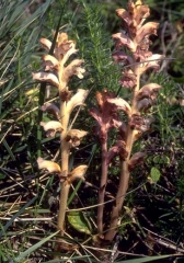 Orobanche-crenata3