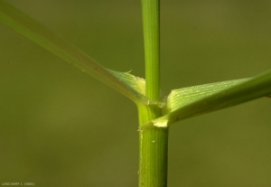 Festuca-arundinacea3