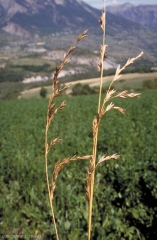 Festuca-arundinacea4