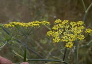 Foeniculum-vulgare2