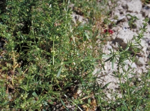 Galium-tricornutum2