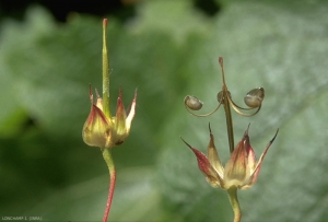 Geranium-colombinum2