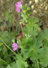 geranium_molle3