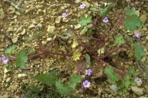 Geranium-rotundifolium2