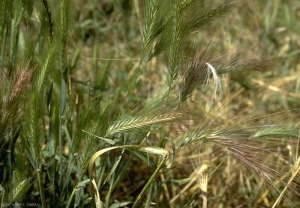 Hordeum-murinum4