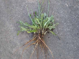 Hypochaeris-radicata9