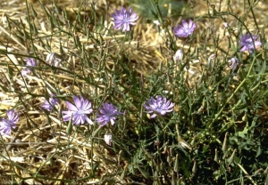 Lactuca-perennis3