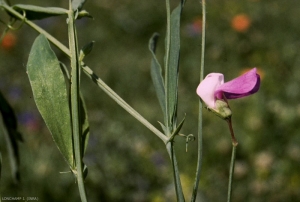 Lathyrus-hirsutus4