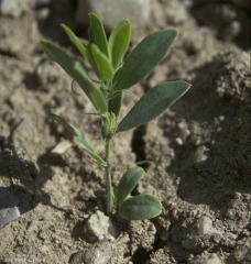 Lathyrus-tuberosus4