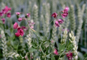 Lathyrus-tuberosus5